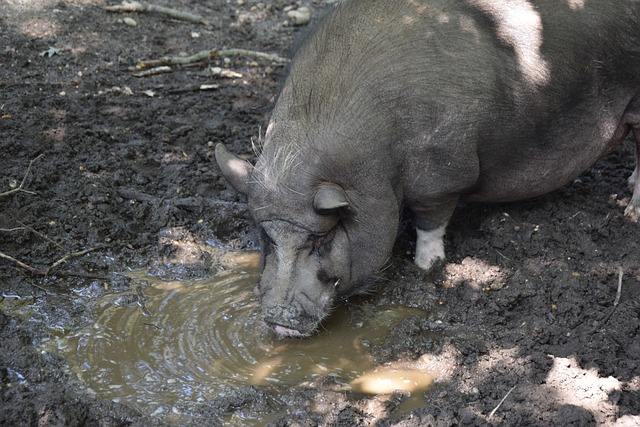 斯卡之间珍 斯卡之间珍