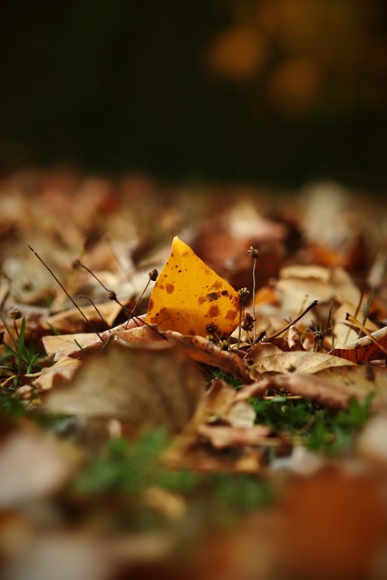 史教育的重 史教育的重
